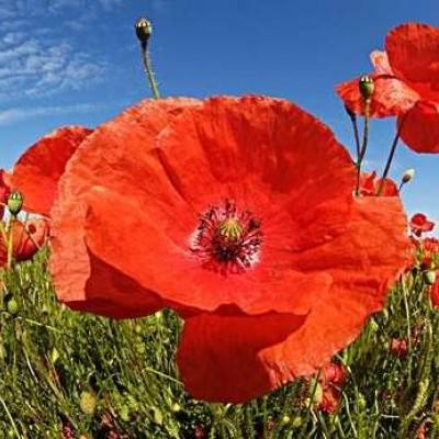 必威体育西汉姆体育