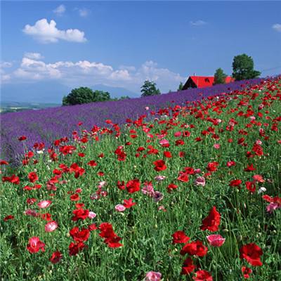 开运·kaiyun手机app下载